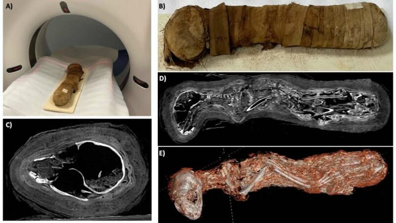 Una TAC per la mummia di gatto di Fiesole - Djed Medu