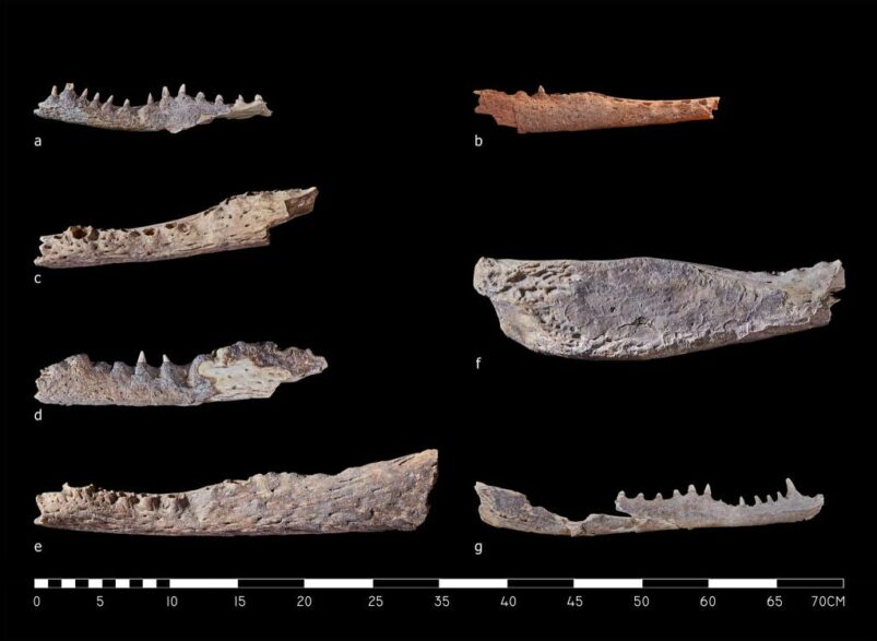 Scoperte 9 teste di coccodrillo nei pressi del tempio di Deir el-Bahari - Djed Medu