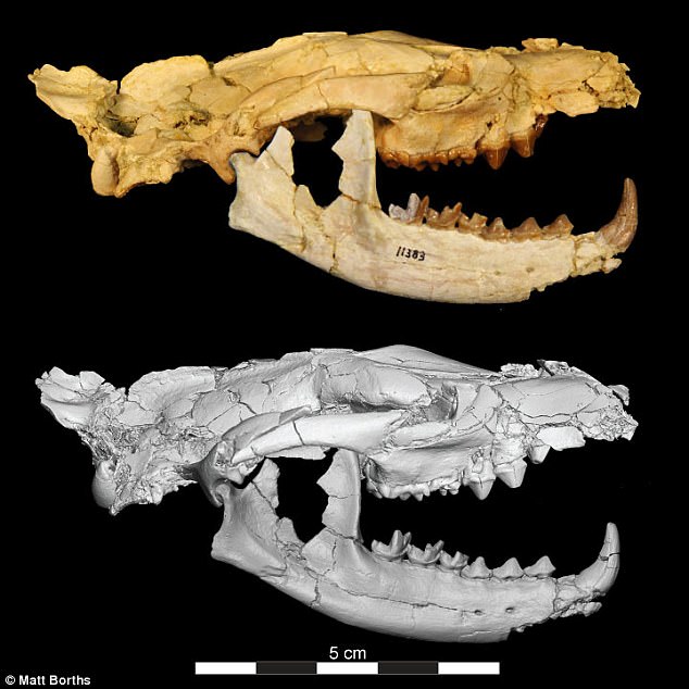 Il "piccolo Anubi" di 34 milioni di anni fa - Djed Medu