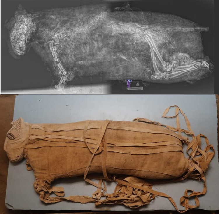 Saqqara: ecco le radiografie delle mummie di leone - Djed Medu