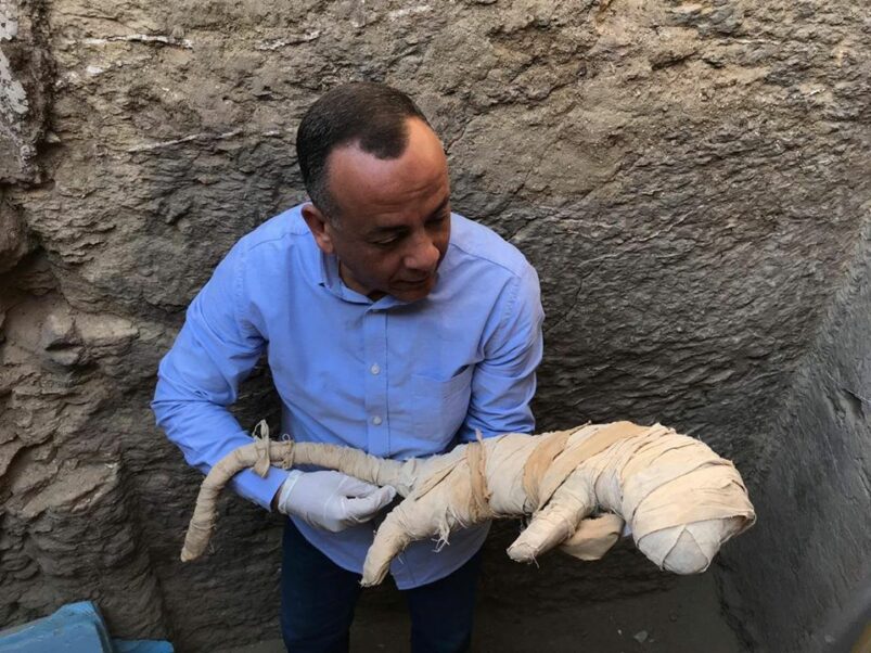 Saqqara, scoperta mummia di una mangusta - Djed Medu