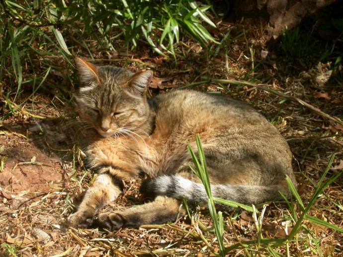 I primi gatti addomesticati sarebbero egiziani (3700 a.C.) - Djed Medu