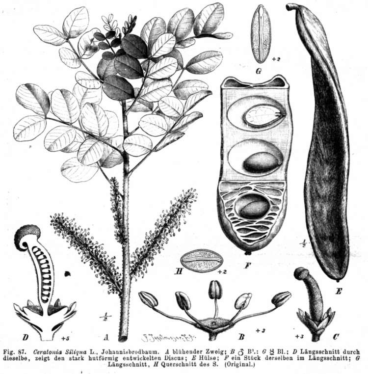 Ceratonia siliqua